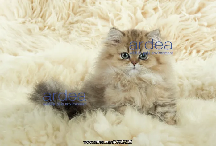 : Cat Persian Chinchilla Golden 14 week old kitten : Cat Persian Chinchilla Golden 14 week old kitten