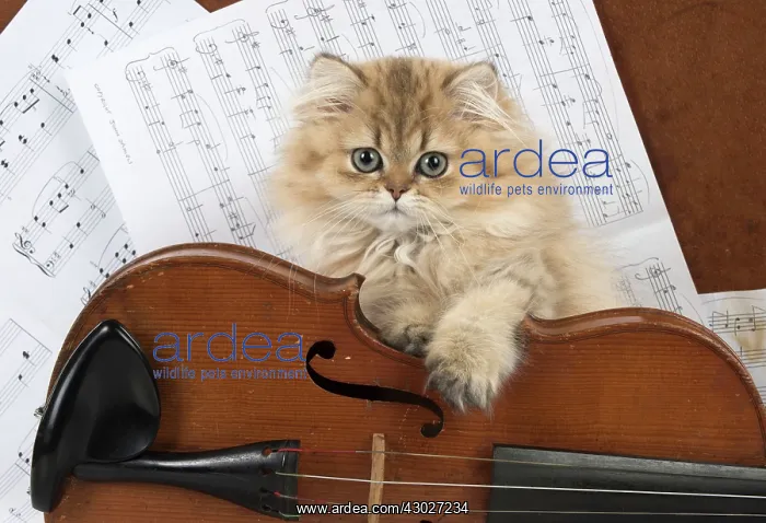 : Cat Persian Chinchilla Golden 14 week old kitten : Cat Persian Chinchilla Golden 14 week old kitten