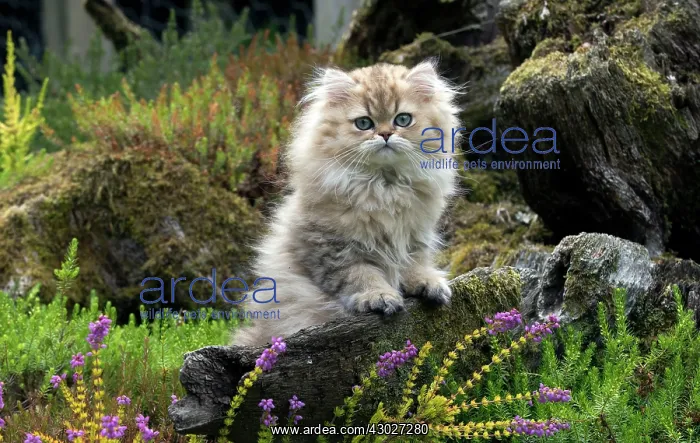  : Cat Persian Chinchilla Golden 14 week old kitten