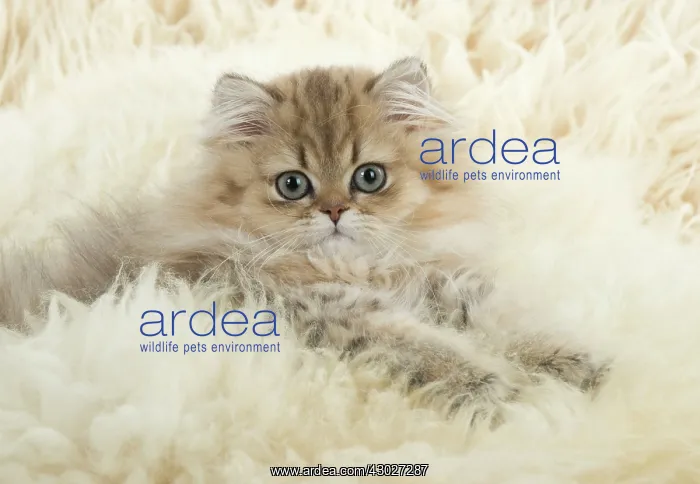: Cat Persian Chinchilla Golden 14 week old kitten : Cat Persian Chinchilla Golden 14 week old kitten