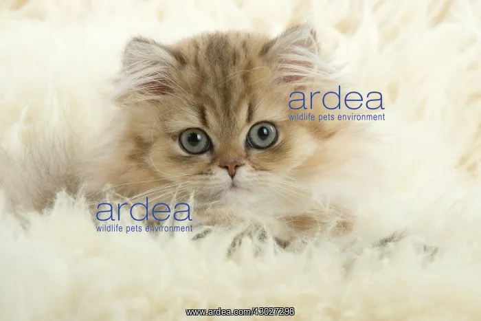 : Cat Persian Chinchilla Golden 14 week old kitten : Cat Persian Chinchilla Golden 14 week old kitten