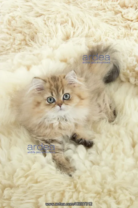 : Cat Persian Chinchilla Golden 14 week old kitten : Cat Persian Chinchilla Golden 14 week old kitten