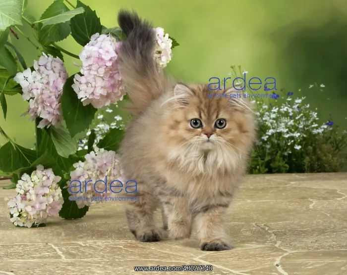 : Cat Persian Chinchilla Golden 14 week old kitten : Cat Persian Chinchilla Golden 14 week old kitten