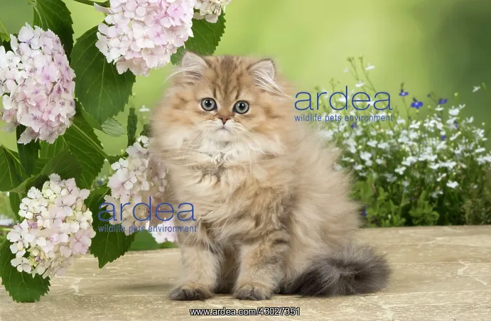 : Cat Persian Chinchilla Golden 14 week old kitten : Cat Persian Chinchilla Golden 14 week old kitten