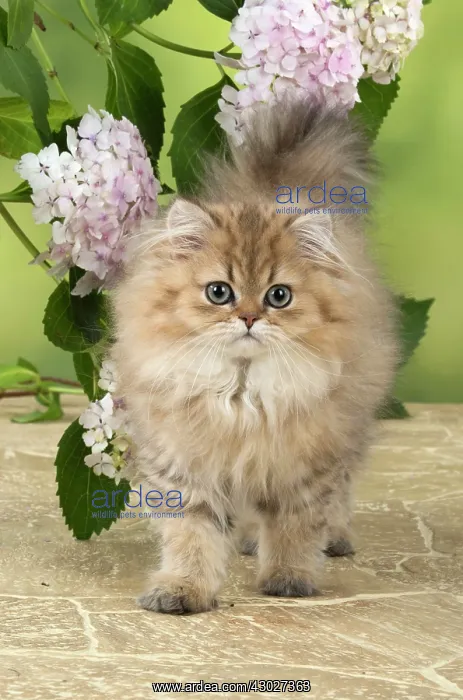 : Cat Persian Chinchilla Golden 14 week old kitten : Cat Persian Chinchilla Golden 14 week old kitten
