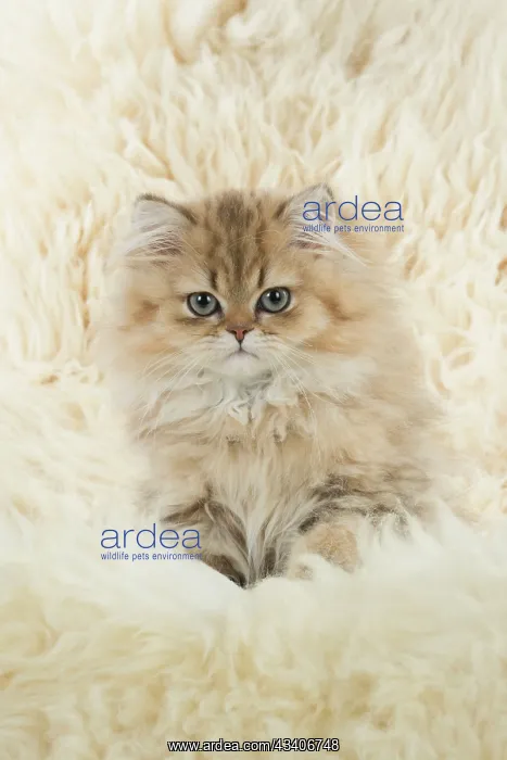: Cat Persian Chinchilla Golden 14 week old kitten : Cat Persian Chinchilla Golden 14 week old kitten