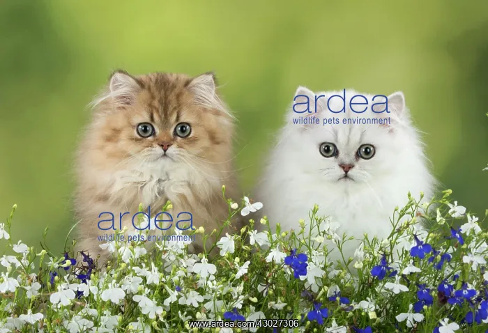 : Cat Persian Chinchilla Golden 14 week old kitten and black tipped white with flowers : Cat Persian Chinchilla Golden 14 week old kitten and black tipped white with flowers