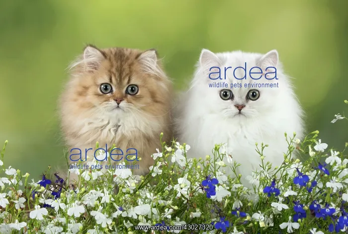 : Cat Persian Chinchilla Golden 14 week old kitten and black tipped white with flowers : Cat Persian Chinchilla Golden 14 week old kitten and black tipped white with flowers