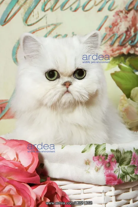 : Cat - Persian Chinchilla Kitten : Cat - Persian Chinchilla Kitten