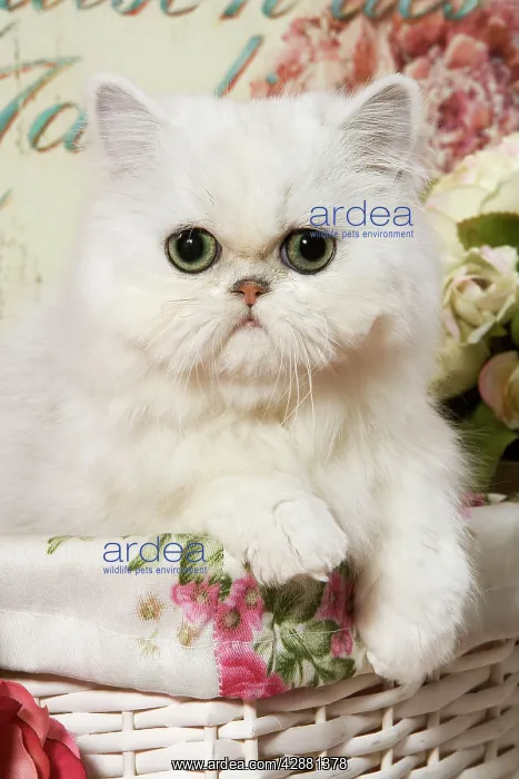  : Cat - Persian Chinchilla Kitten