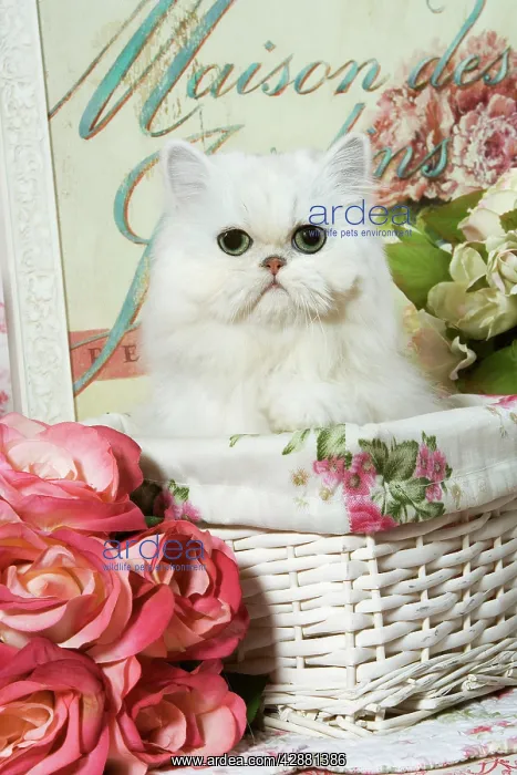 : Cat - Persian Chinchilla Kitten : Cat - Persian Chinchilla Kitten