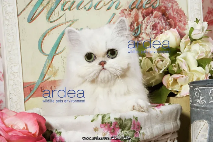 : Cat - Persian Chinchilla Kitten : Cat - Persian Chinchilla Kitten