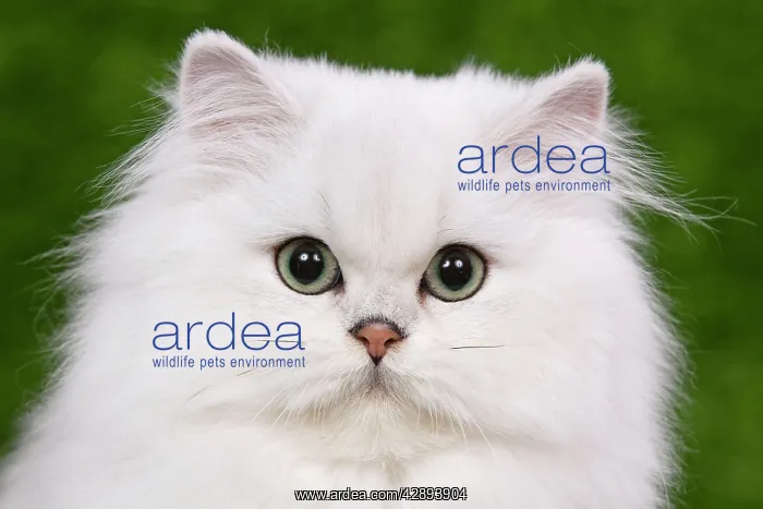 : Cat - Persian Chinchilla - Kitten : Cat - Persian Chinchilla - Kitten