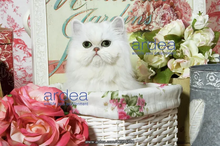 : Cat - Persian Chinchilla kitten : Cat - Persian Chinchilla kitten