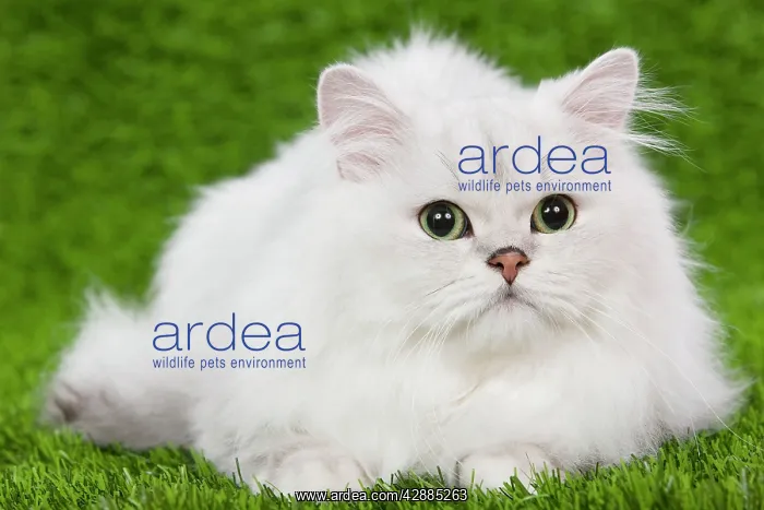 : Cat - Persian Chinchilla kitten - black & silver : Cat - Persian Chinchilla kitten - black & silver
