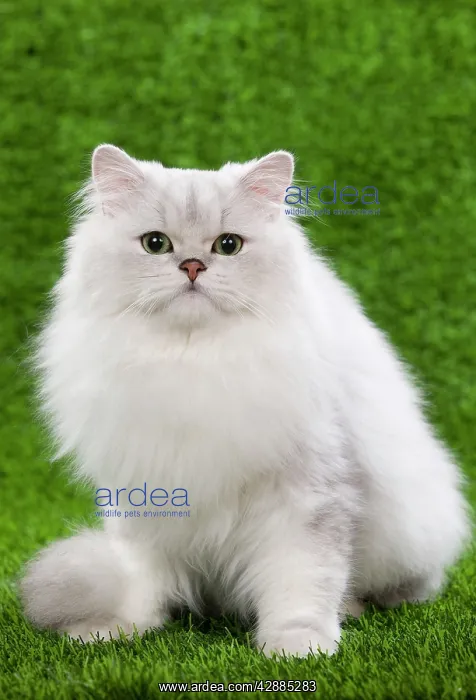 : Cat - Persian Chinchilla kitten - black & silver : Cat - Persian Chinchilla kitten - black & silver