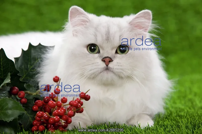: Cat - Persian Chinchilla kitten - black & silver : Cat - Persian Chinchilla kitten - black & silver