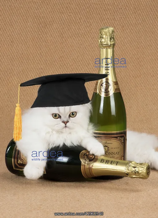 : Cat - Persian Chinchilla kitten with Champagne bottles and w : Cat - Persian Chinchilla kitten with Champagne bottles and w