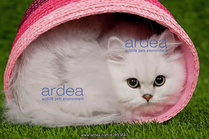 : Cat - Persian Chinchilla - Kitten curled up in pink basket : Cat - Persian Chinchilla - Kitten curled up in pink basket