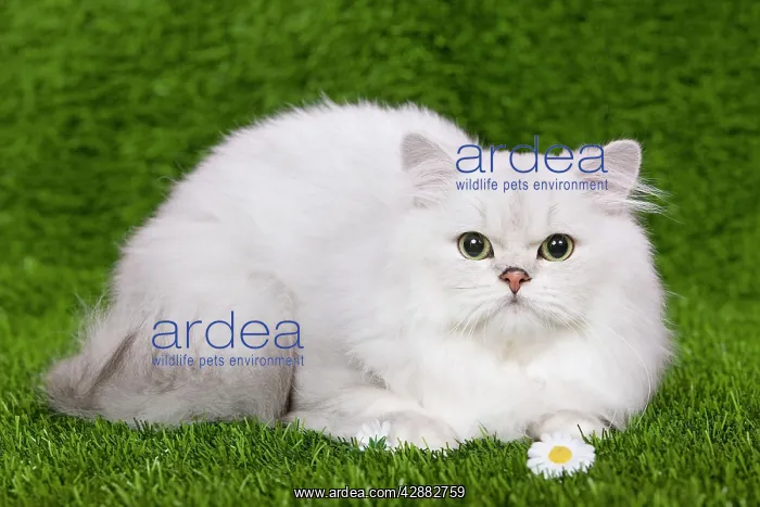 : Cat - Persian Chinchilla - Kitten lying down on : Cat - Persian Chinchilla - Kitten lying down on