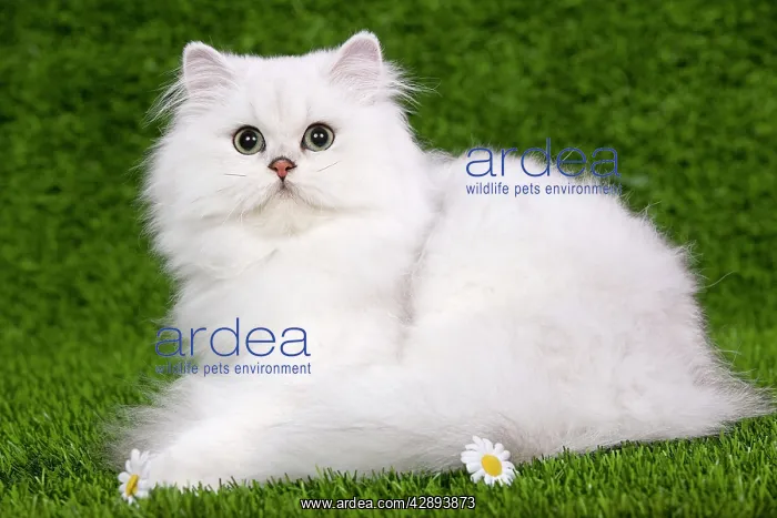 : Cat - Persian Chinchilla - Kitten lying down on : Cat - Persian Chinchilla - Kitten lying down on