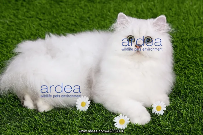  : Cat - Persian Chinchilla - Kitten lying down on