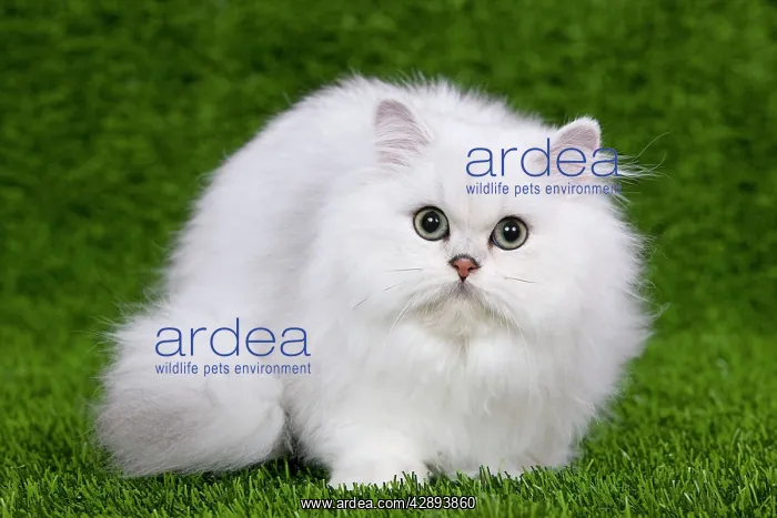 : Cat - Persian Chinchilla - Kitten lying down on grass : Cat - Persian Chinchilla - Kitten lying down on grass