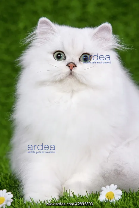  : Cat - Persian Chinchilla - Kitten sitting down