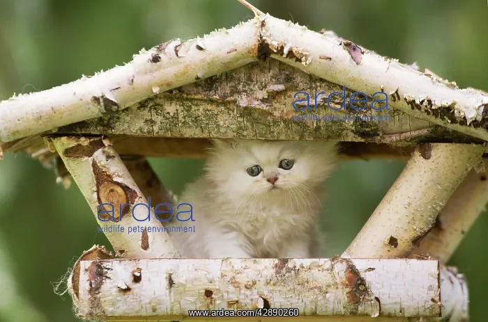 : Cat - Persian Chinchilla kitten sitting on bird table : Cat - Persian Chinchilla kitten sitting on bird table