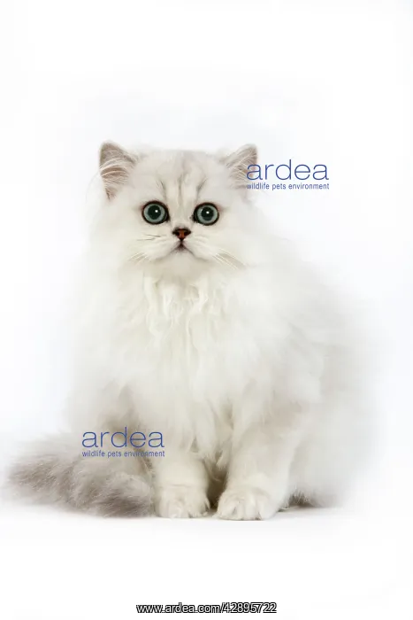 : Cat - Persian chinchilla kitten in studio : Cat - Persian chinchilla kitten in studio