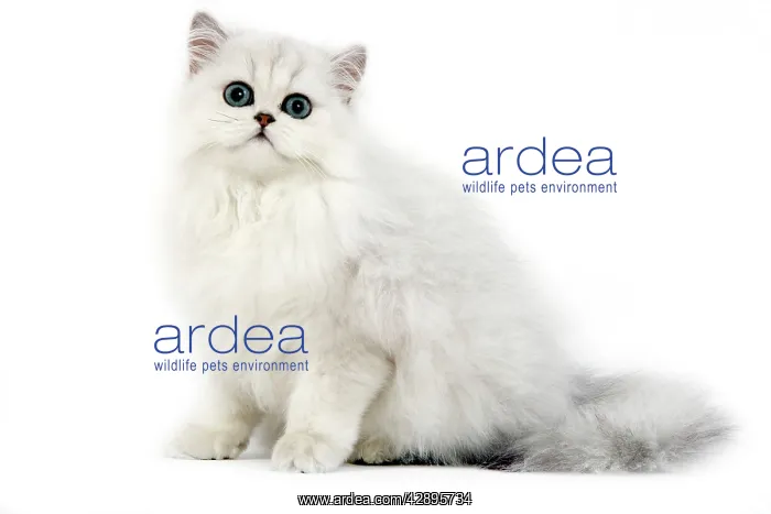 : Cat - Persian chinchilla kitten in studio : Cat - Persian chinchilla kitten in studio