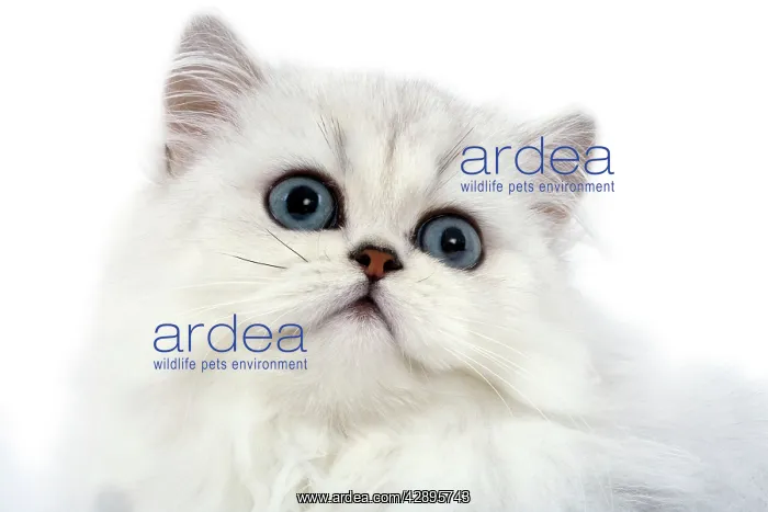 : Cat - Persian chinchilla kitten in studio : Cat - Persian chinchilla kitten in studio