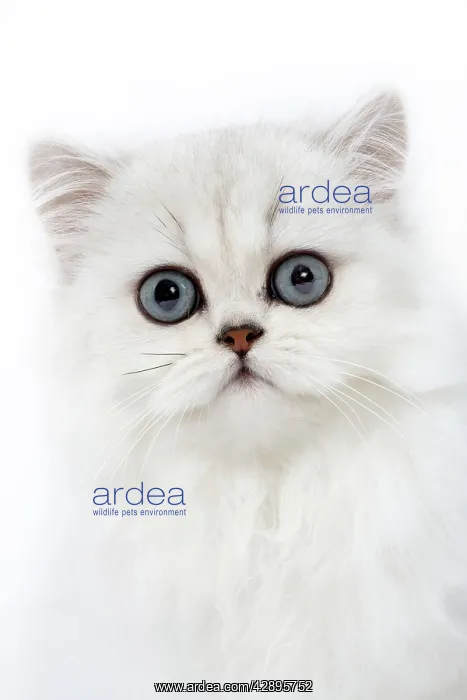 : Cat - Persian chinchilla kitten in studio : Cat - Persian chinchilla kitten in studio