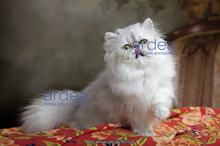 : Cat - Persian Chinchilla licking lips : Cat - Persian Chinchilla licking lips