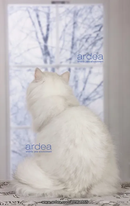 : Cat - Persian Chinchilla - looking out of window : Cat - Persian Chinchilla - looking out of window