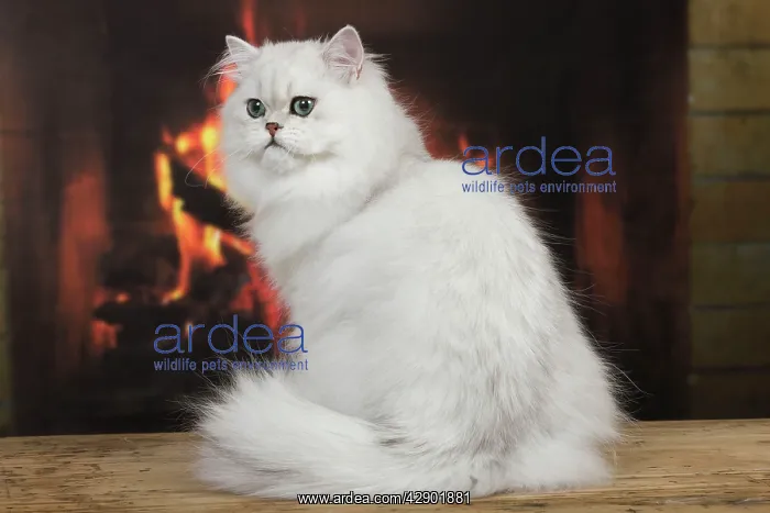 : Cat - Persian Chinchilla sitting in front of log fire : Cat - Persian Chinchilla sitting in front of log fire