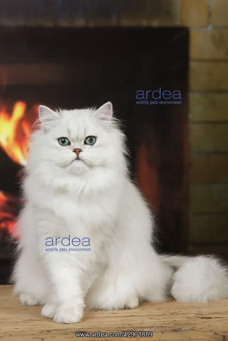 : Cat - Persian Chinchilla sitting in front of log fire : Cat - Persian Chinchilla sitting in front of log fire