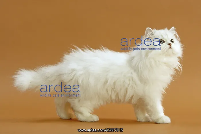 : Cat - Persian Chinchilla. Standing, side view : Cat - Persian Chinchilla. Standing, side view