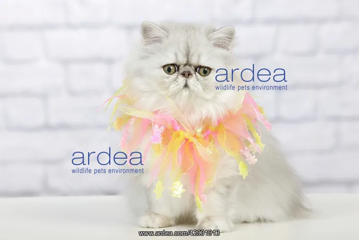 : Cat - Persian Chinchilla wearing decorative scarf : Cat - Persian Chinchilla wearing decorative scarf