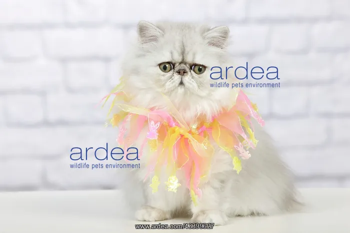 : Cat - Persian Chinchilla wearing decorative scarf : Cat - Persian Chinchilla wearing decorative scarf
