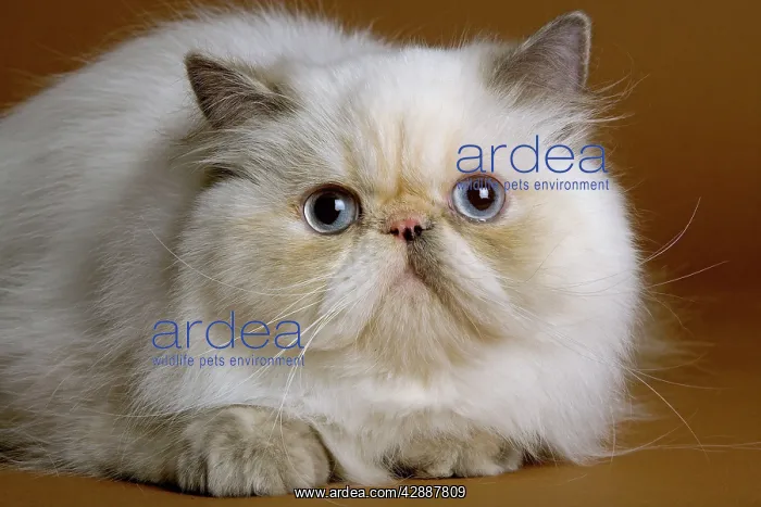 : Cat - Persian colourpoint blue cream : Cat - Persian colourpoint blue cream