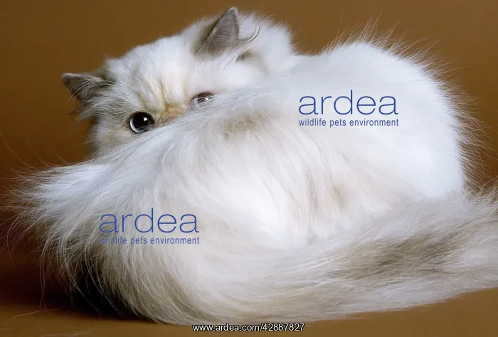 : Cat - Persian colourpoint blue cream : Cat - Persian colourpoint blue cream