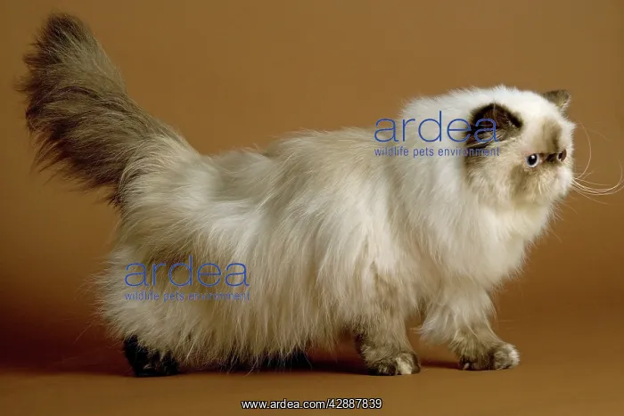 : Cat - Persian - colourpoint seal tortie : Cat - Persian - colourpoint seal tortie