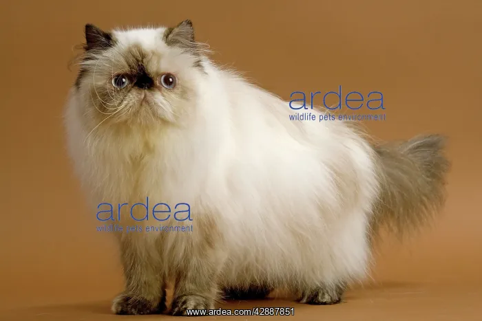 : Cat - Persian - colourpoint seal tortie : Cat - Persian - colourpoint seal tortie