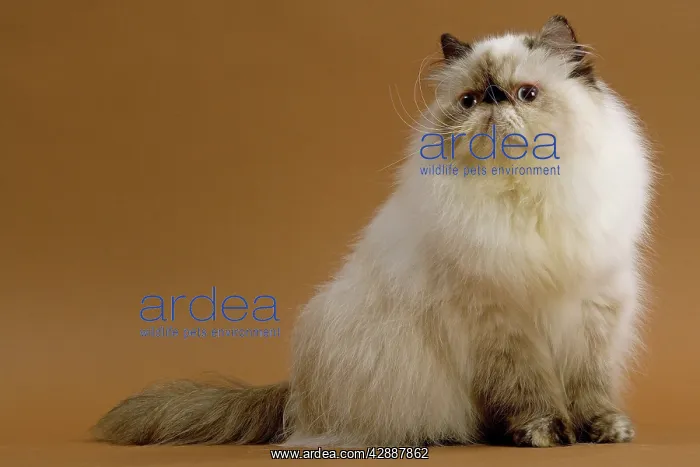  : Cat - Persian - colourpoint seal tortie