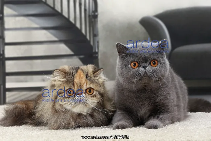  : Cat Persian & Exotic Shorthair