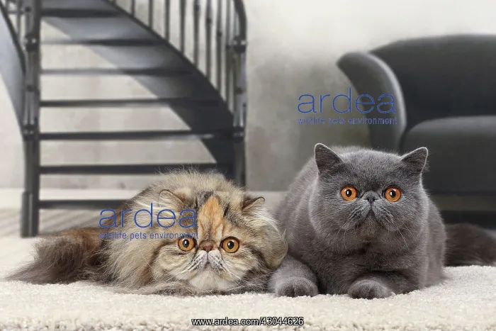 : Cat Persian & Exotic Shorthair : Cat Persian & Exotic Shorthair