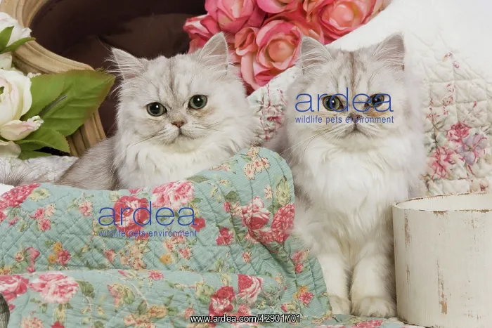  : Cat - Persian - two by floral fabric
