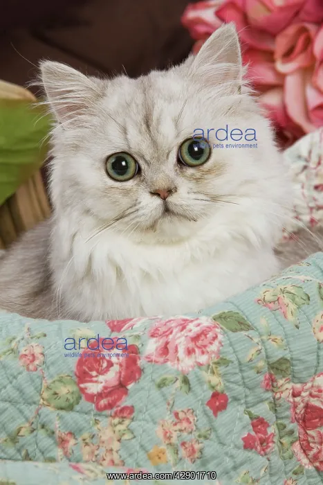  : Cat - Persian - by floral fabric