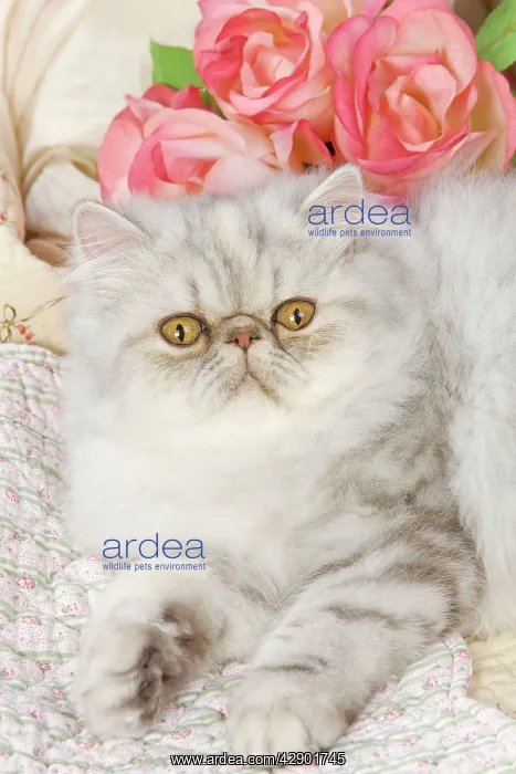  : Cat - Persian - by floral fabric with flowers